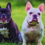 the best dog foods for french bulldogs