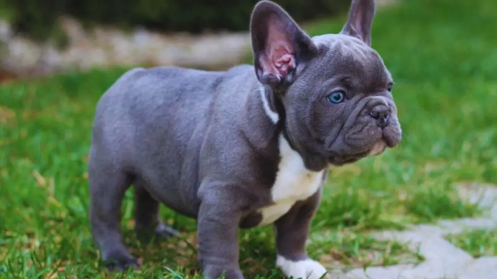 blue french bulldogs