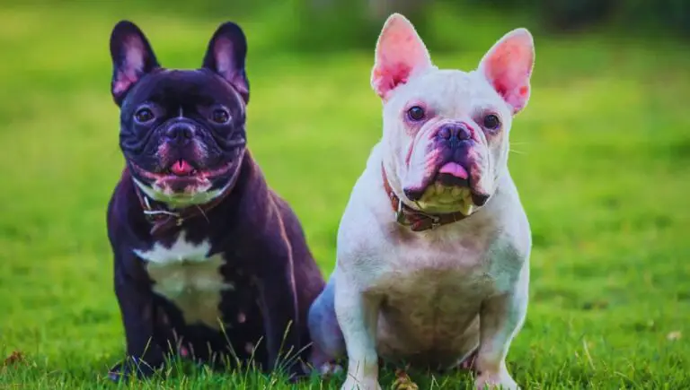 the best dog foods for french bulldogs