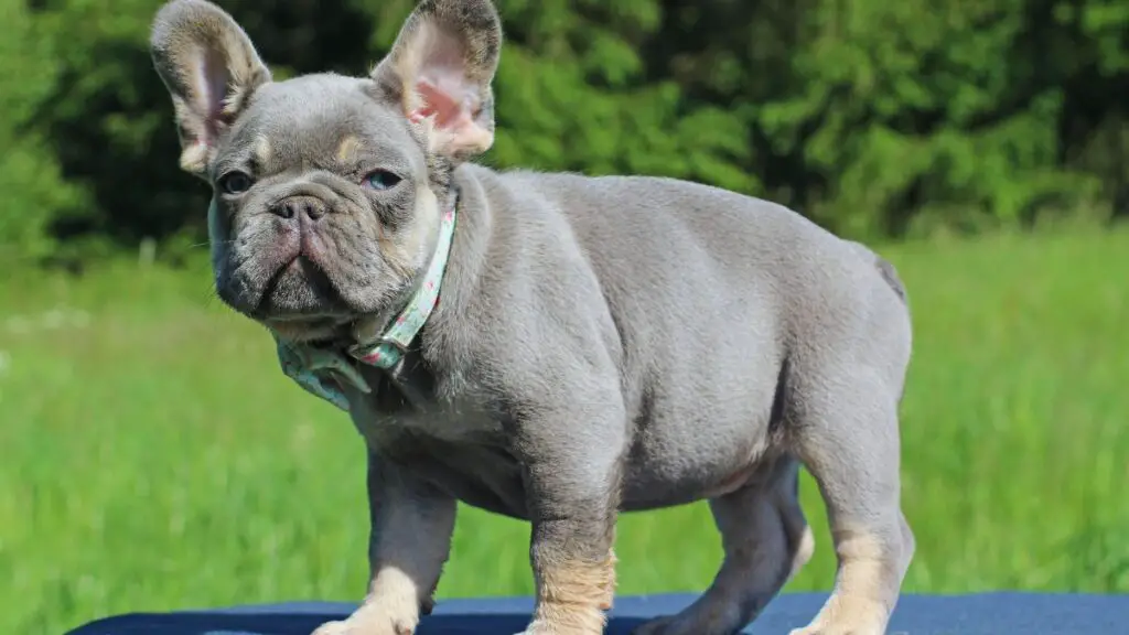 lilac french bulldog