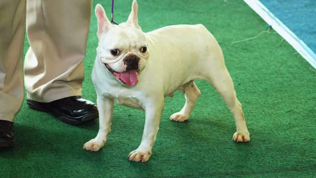 cream french bulldog