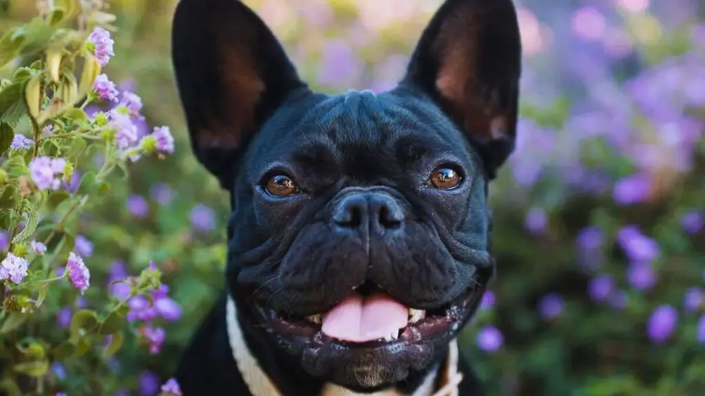 pure black french bulldog