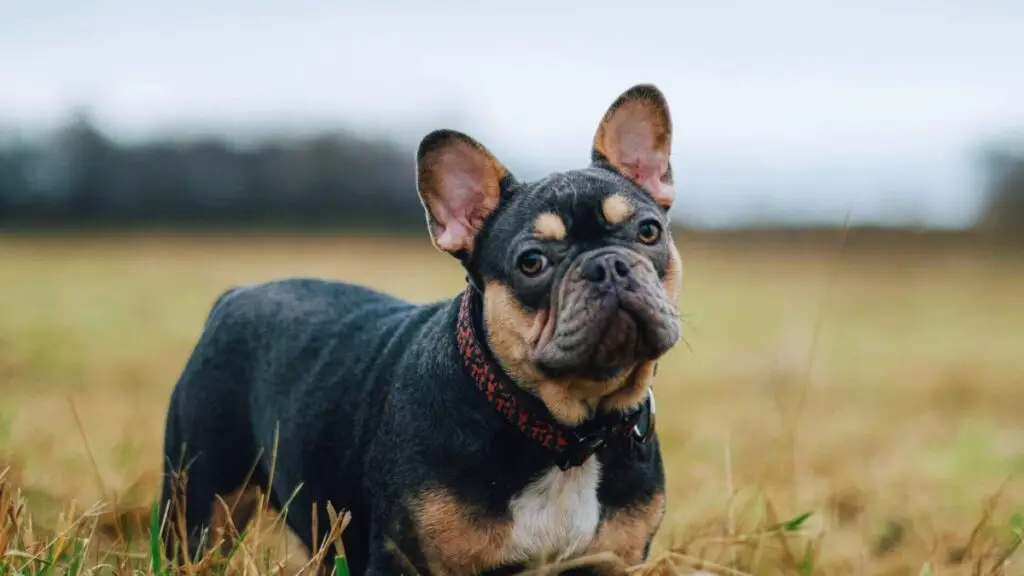 black and tan french bulldog