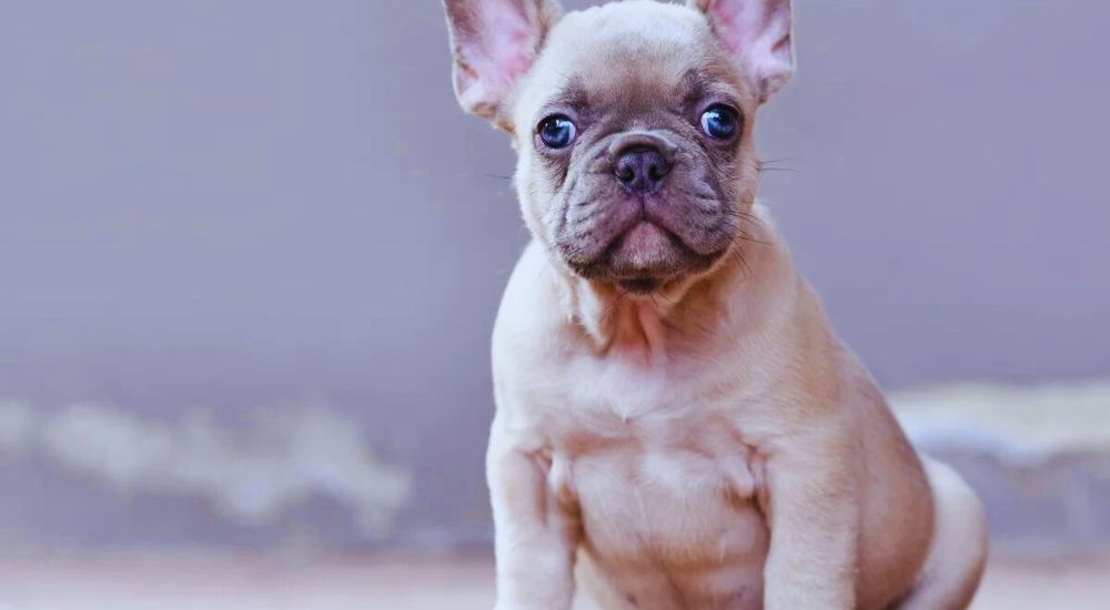 french bulldog price