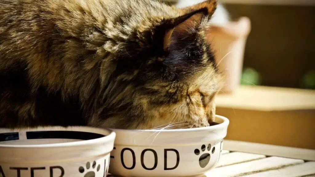 cat food