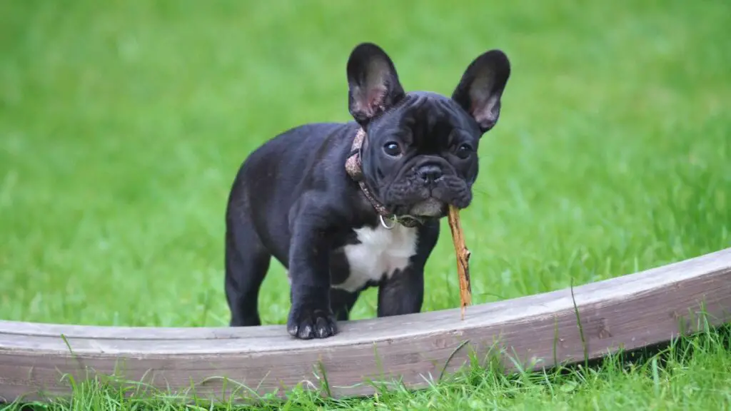 black and white french bulldog