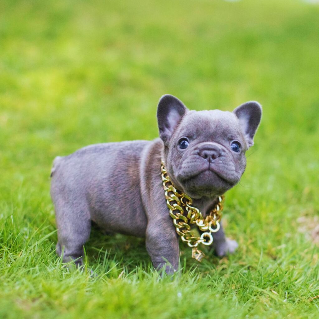 blue fawn french bulldog