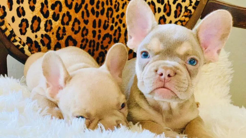 isabella french bulldog