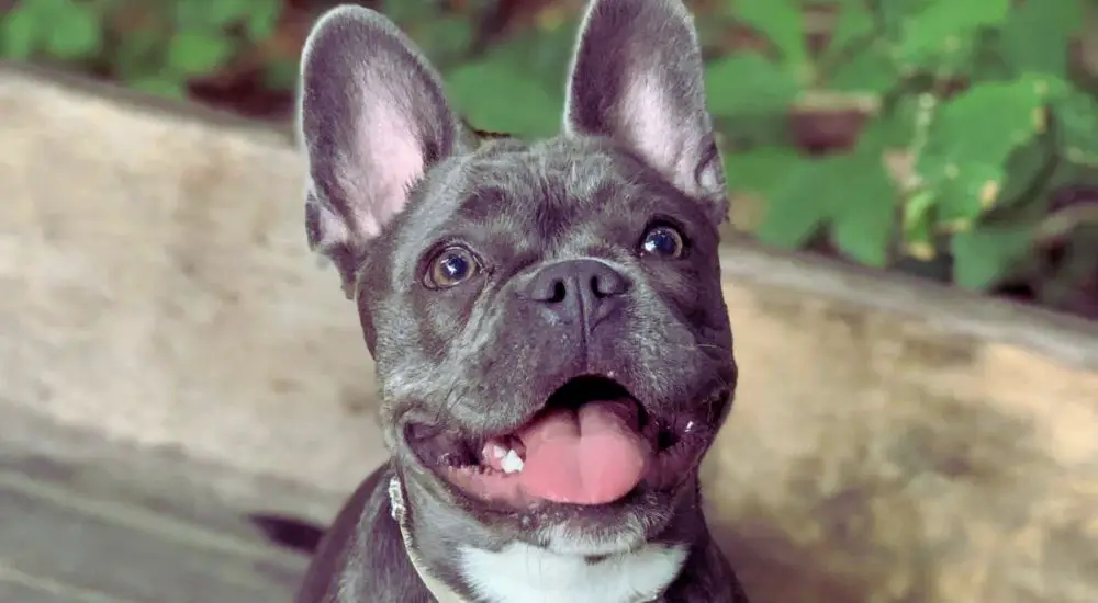 french bulldog personality traits