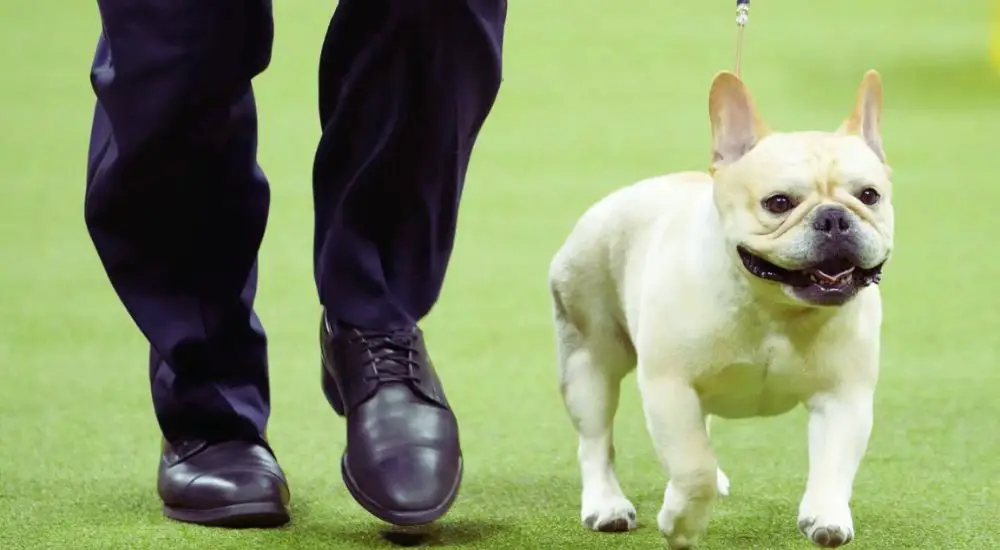 french bulldog puppies