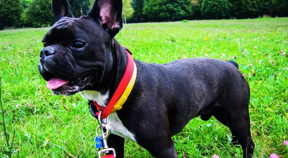 black french bulldog