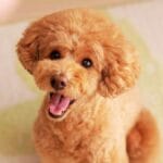 poodle color