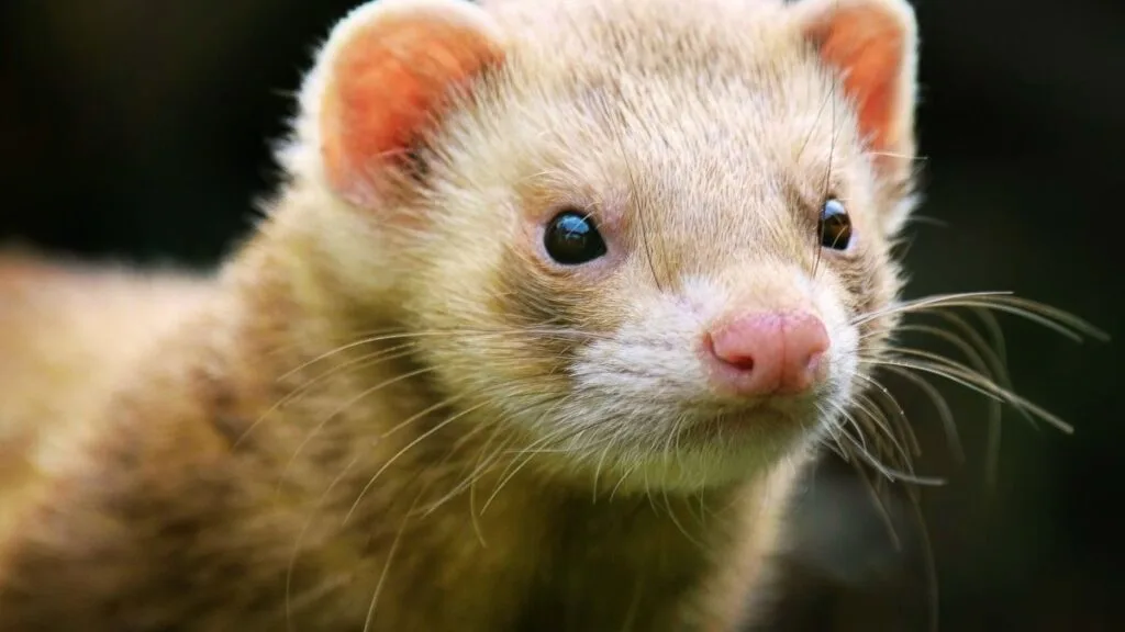 Sable ferret pet Sable ferret pet