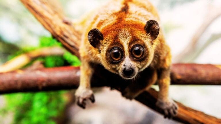 slow lorises facts