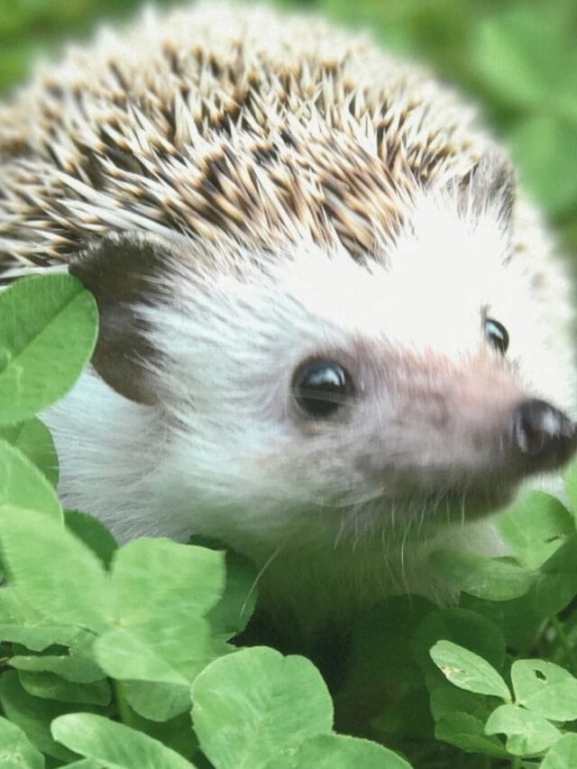 8 Important Facts About Hedgehogs You Must Know