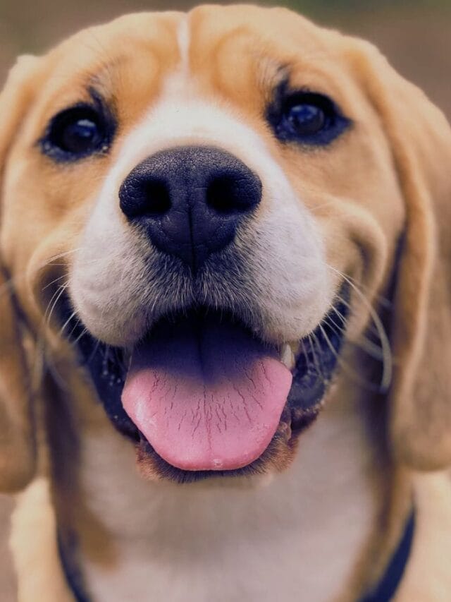 Top 10 Best Dog Breeds For The First Time Owners