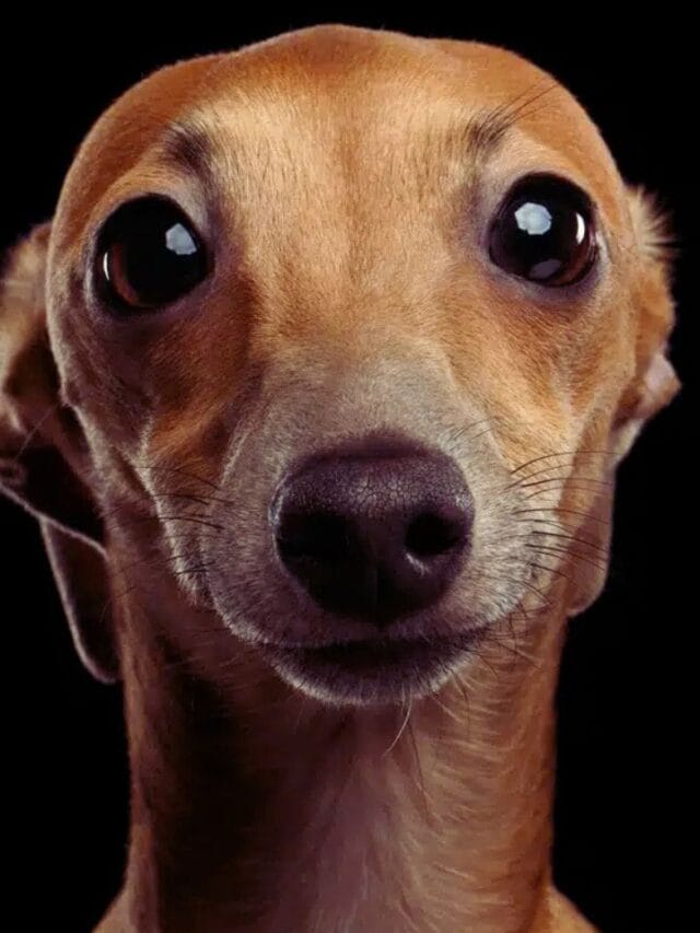 7 Dog Breeds Inexperienced Owners Must Avoid