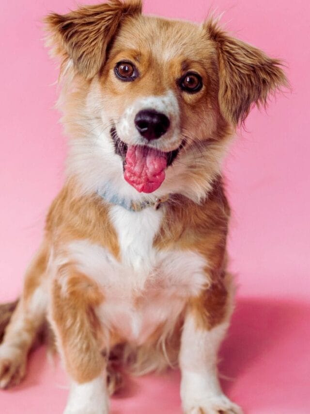 10 Dog Breeds With The Longest Life Expectancy