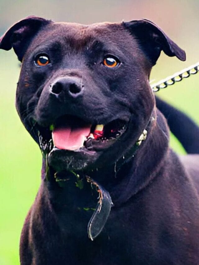 7 Most Powerful Dog Breeds In The World You Must Know