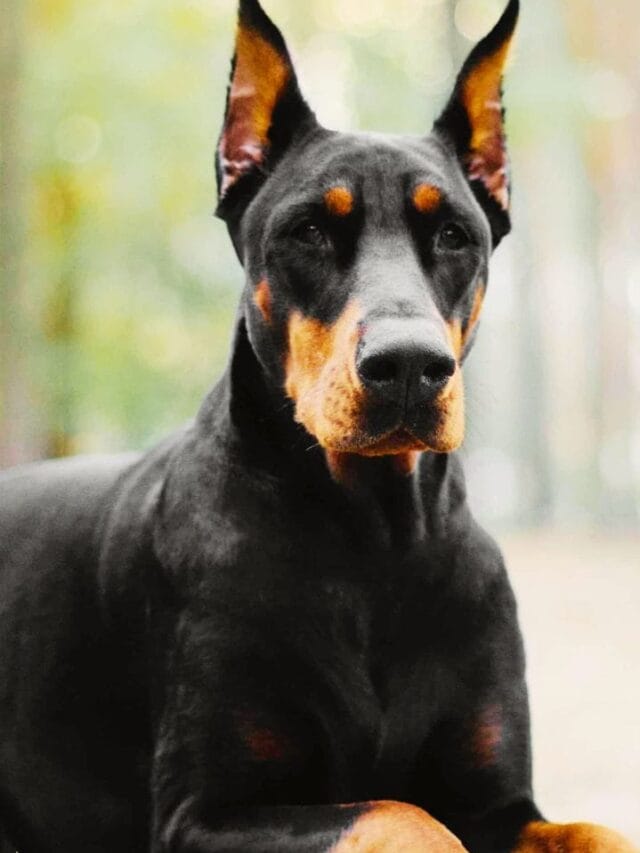 7 Dog Breeds Perfect For Military & Police Squads