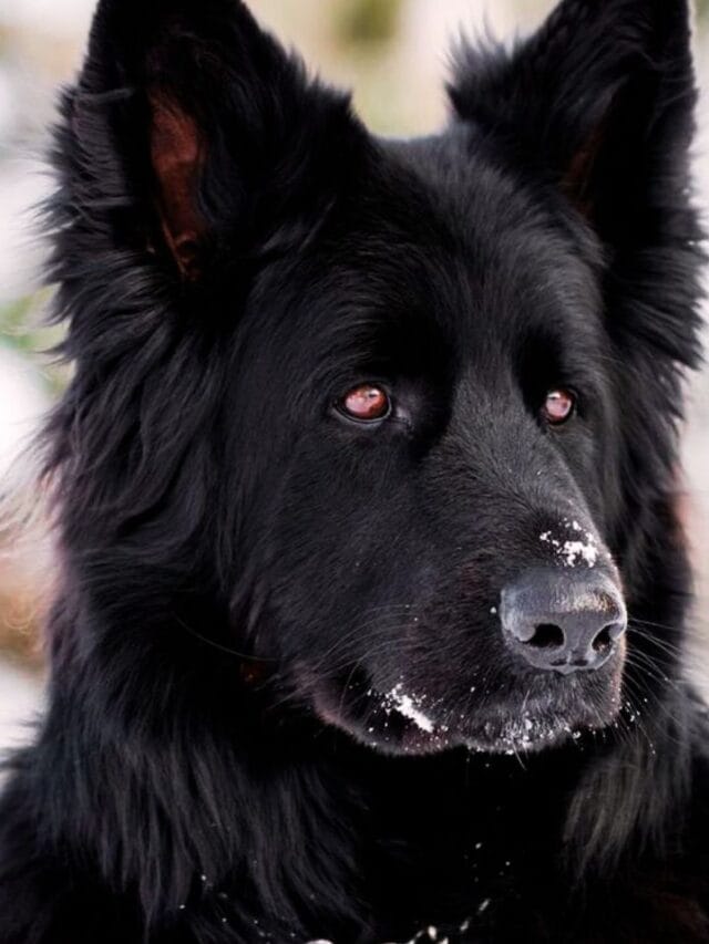 9 Calm Dog Breeds You May Want As Your Pet