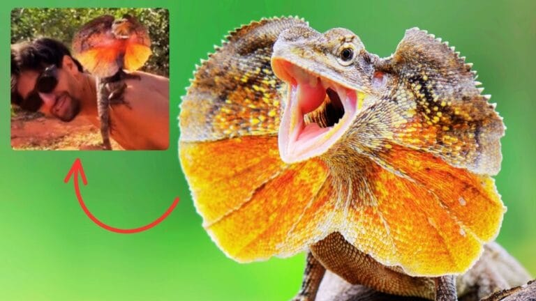 frilledneck lizards facts