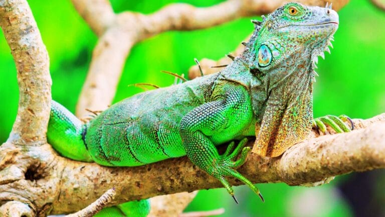 are iguana good pets