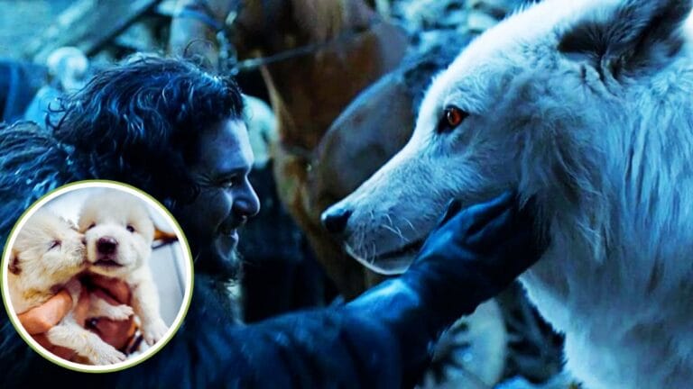 dire wolf game of thrones