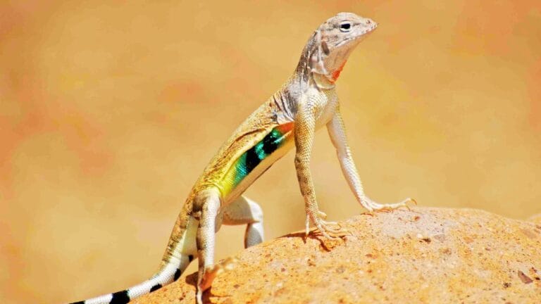 zebra-tailed lizards fact