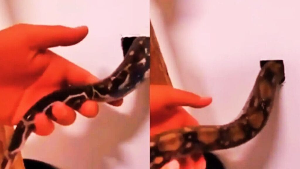 man puts snake in the wall to catch rats