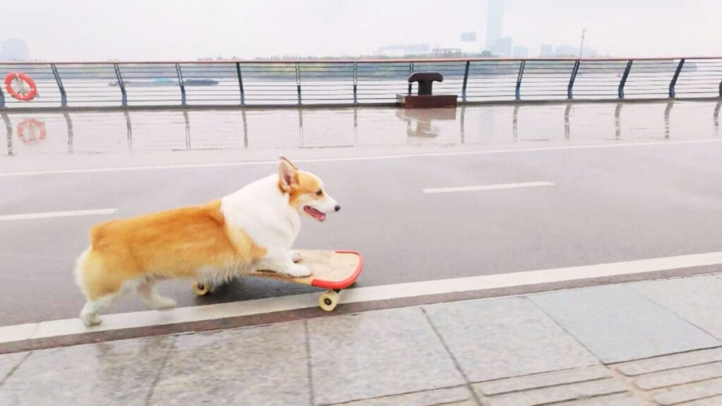 corgi's skateboard skills surprise everyone