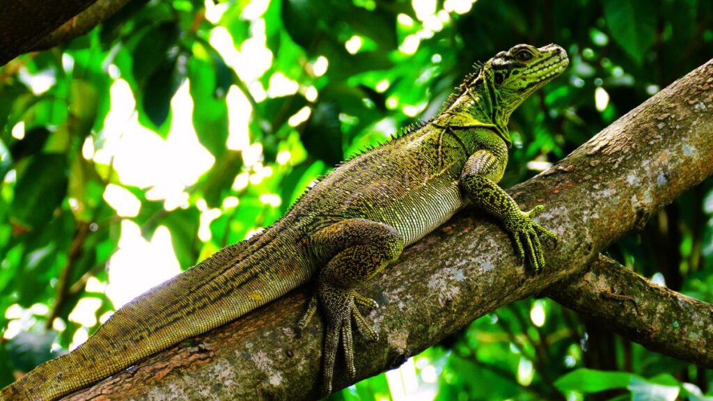Philippine sailfin lizard pet care facts
