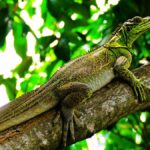 Philippine sailfin lizard pet care facts
