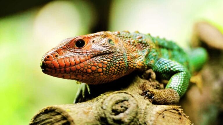 caiman lizards pet care