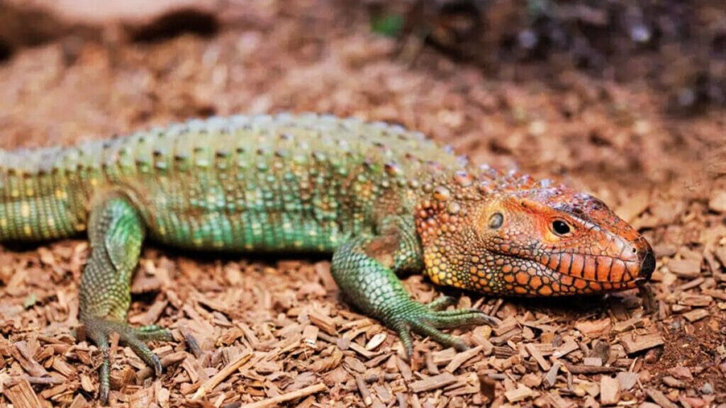 are water tegus good pets? are water tegus good pets?