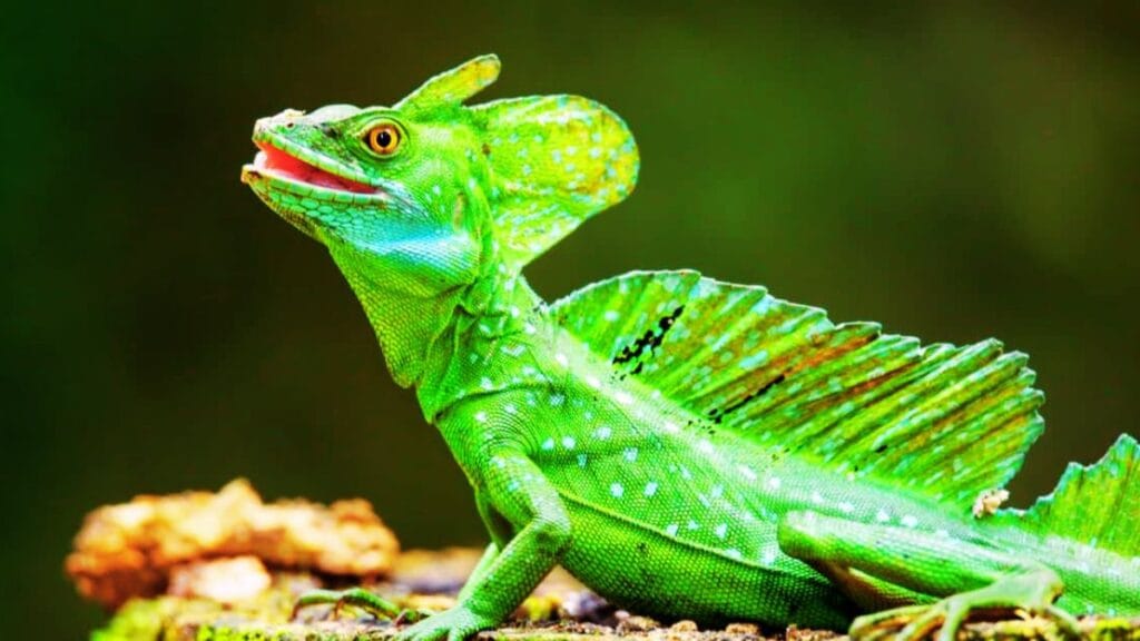 Common basilisks pet care