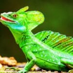 Common basilisks pet care