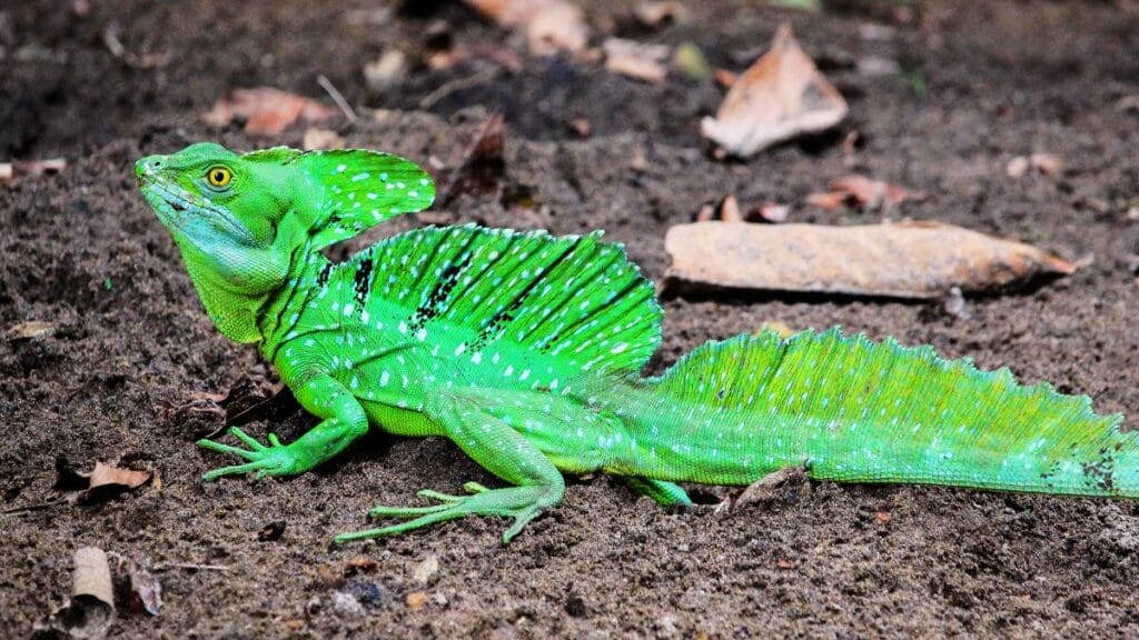 jesus christ lizards pet care jesus christ lizards pet care