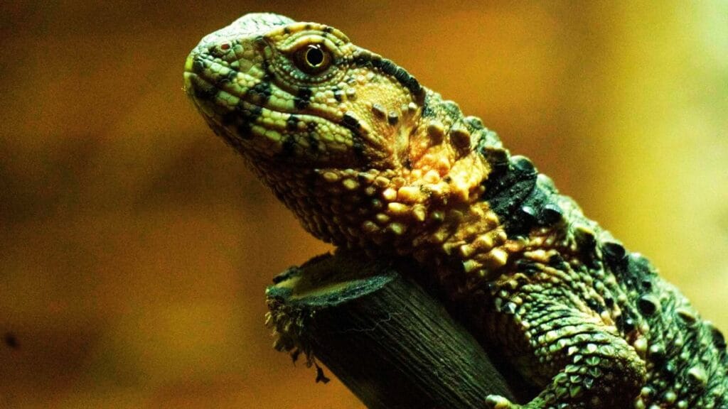 chinese crocodile lizards pet care