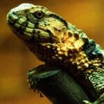 chinese crocodile lizards pet care