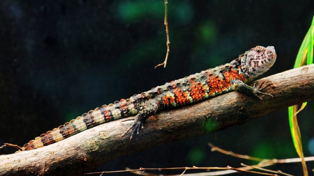 male crocodile monitor lizards