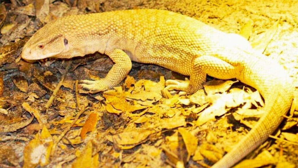 bosc's monitor lizard