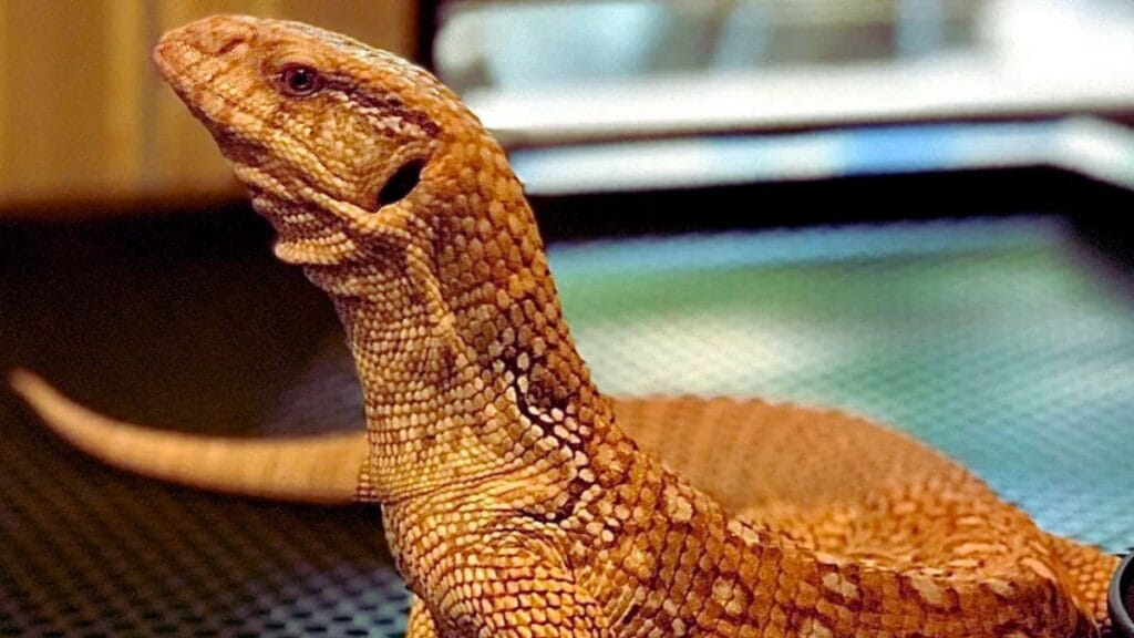 savannah monitor lizard pet care