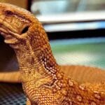 savannah monitor lizard pet care