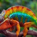 panther chameleon pet care