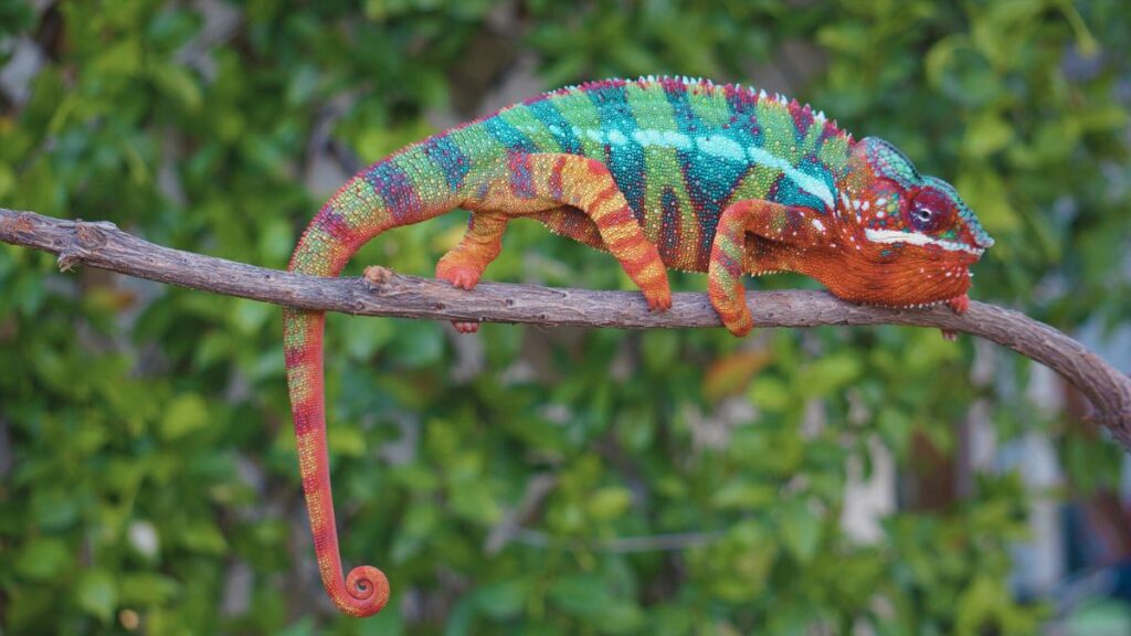 panther chameleon good pets or bed pets panther chameleon good pets or bed pets