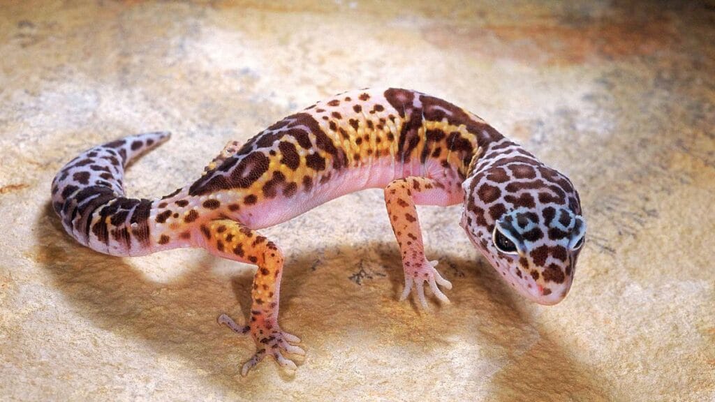 leopard gecko price leopard gecko price
