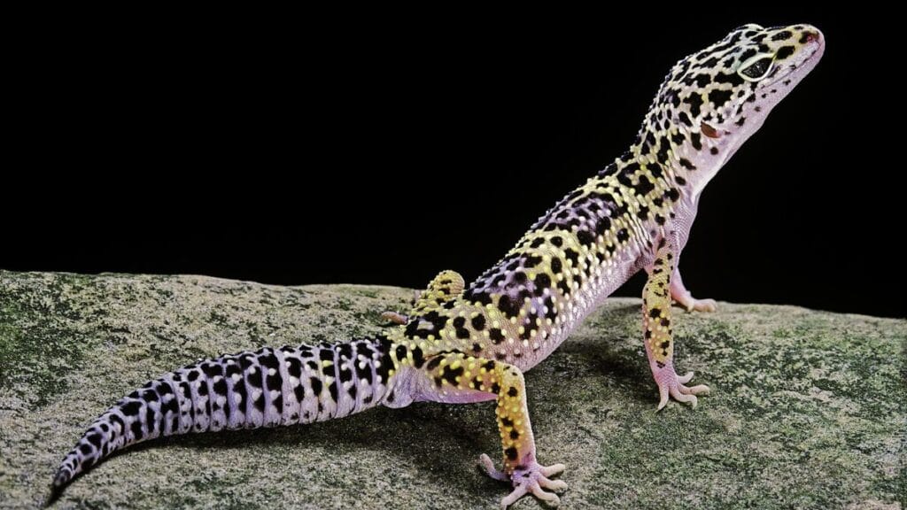 Leopard gecko pet care