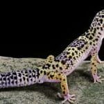Leopard gecko pet care