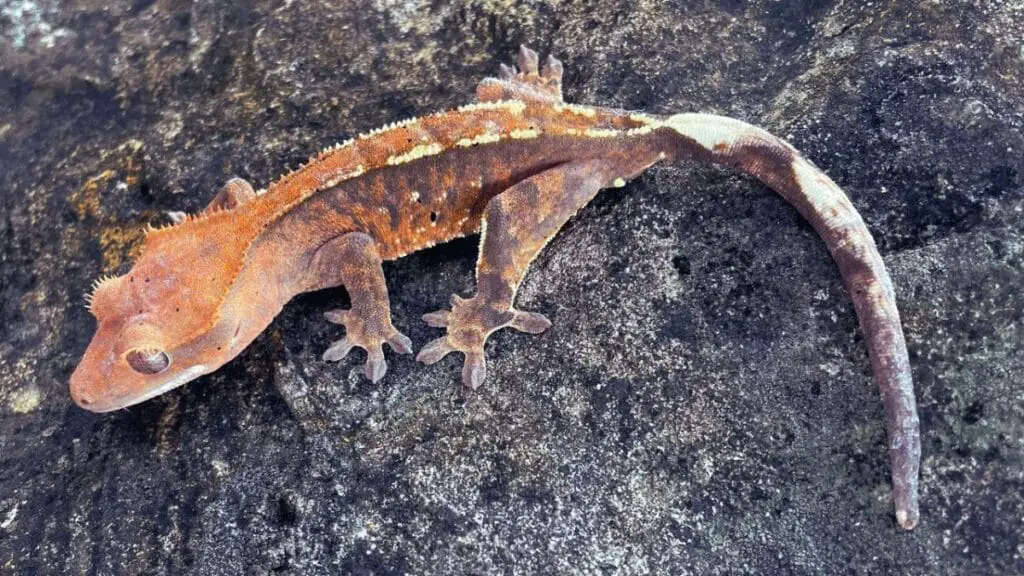 eyelash gecko pet price eyelash gecko pet price
